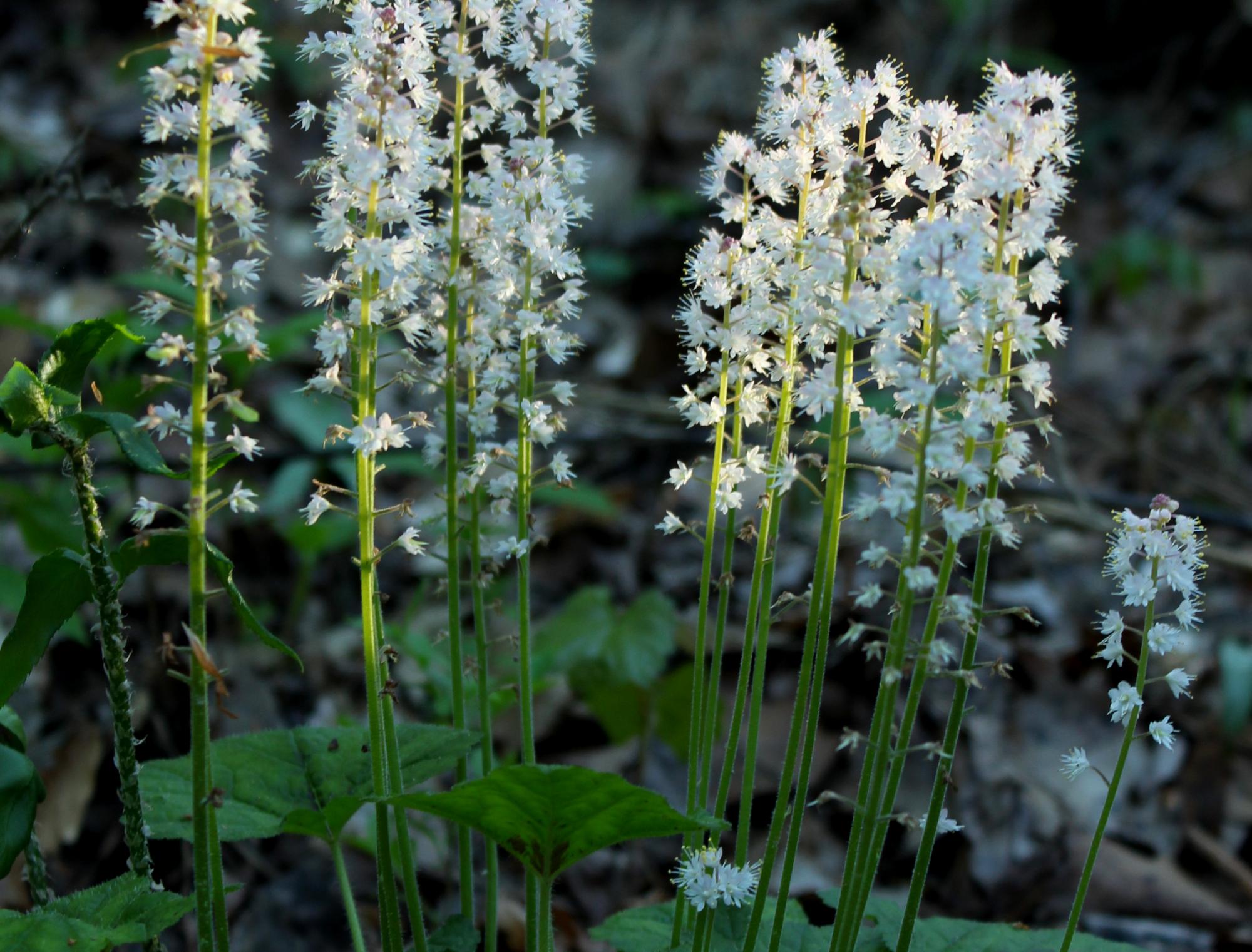 Світло не потрібно: 7 рослин, які полюбляють тінь